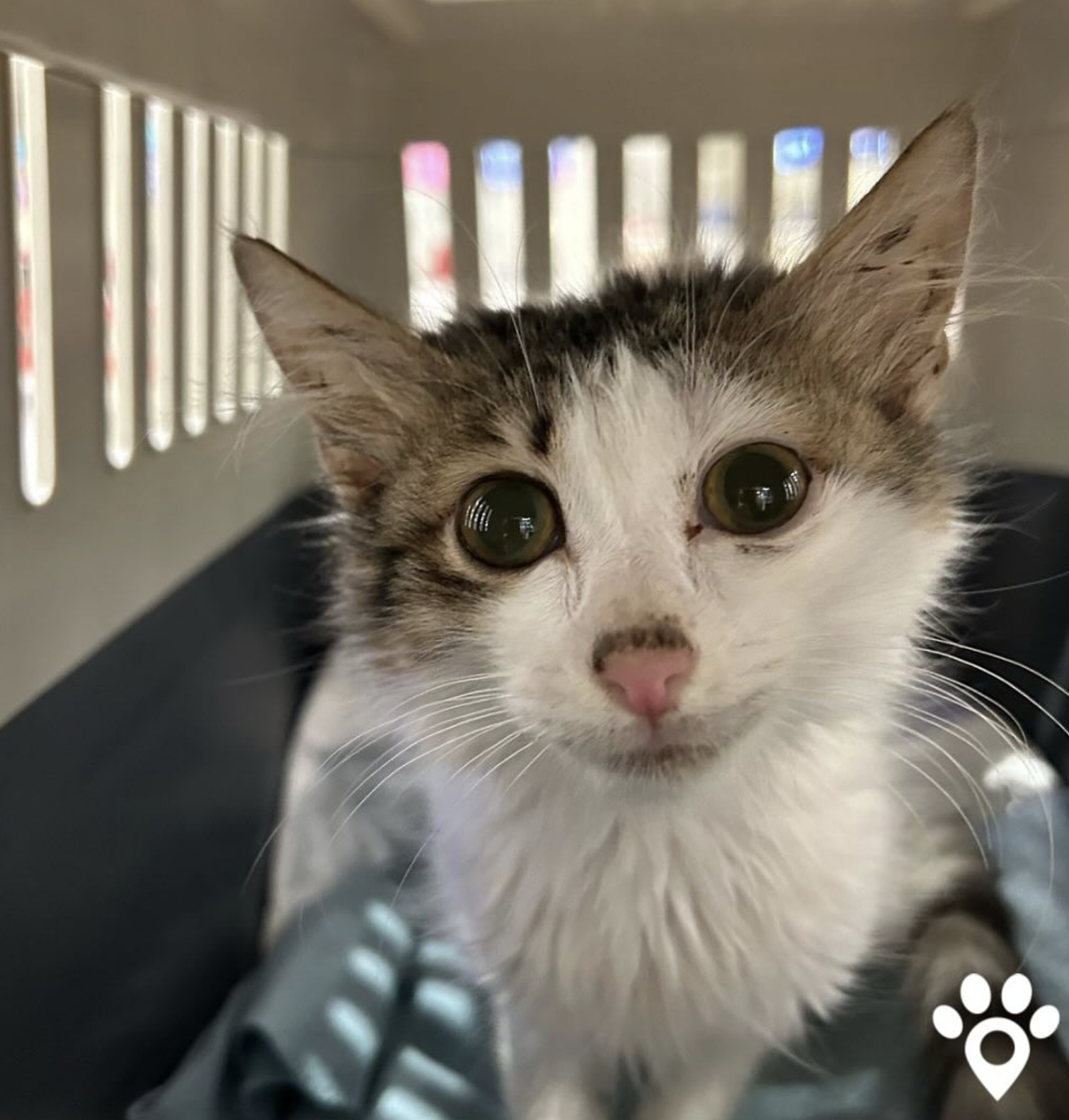 Kitten in a travel crate ready for relocation
