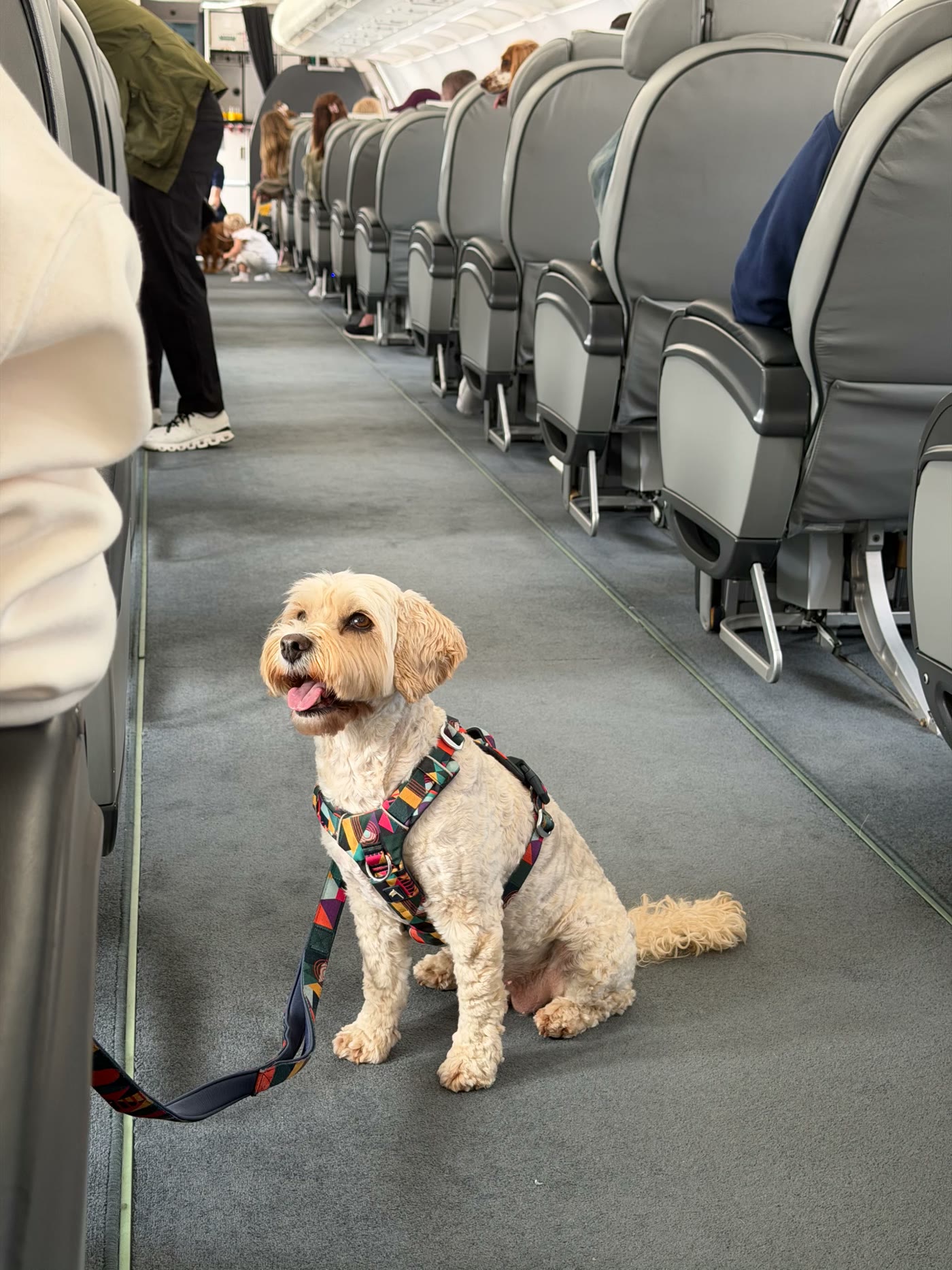 Cockapoo sitting in the aisle during an August charter