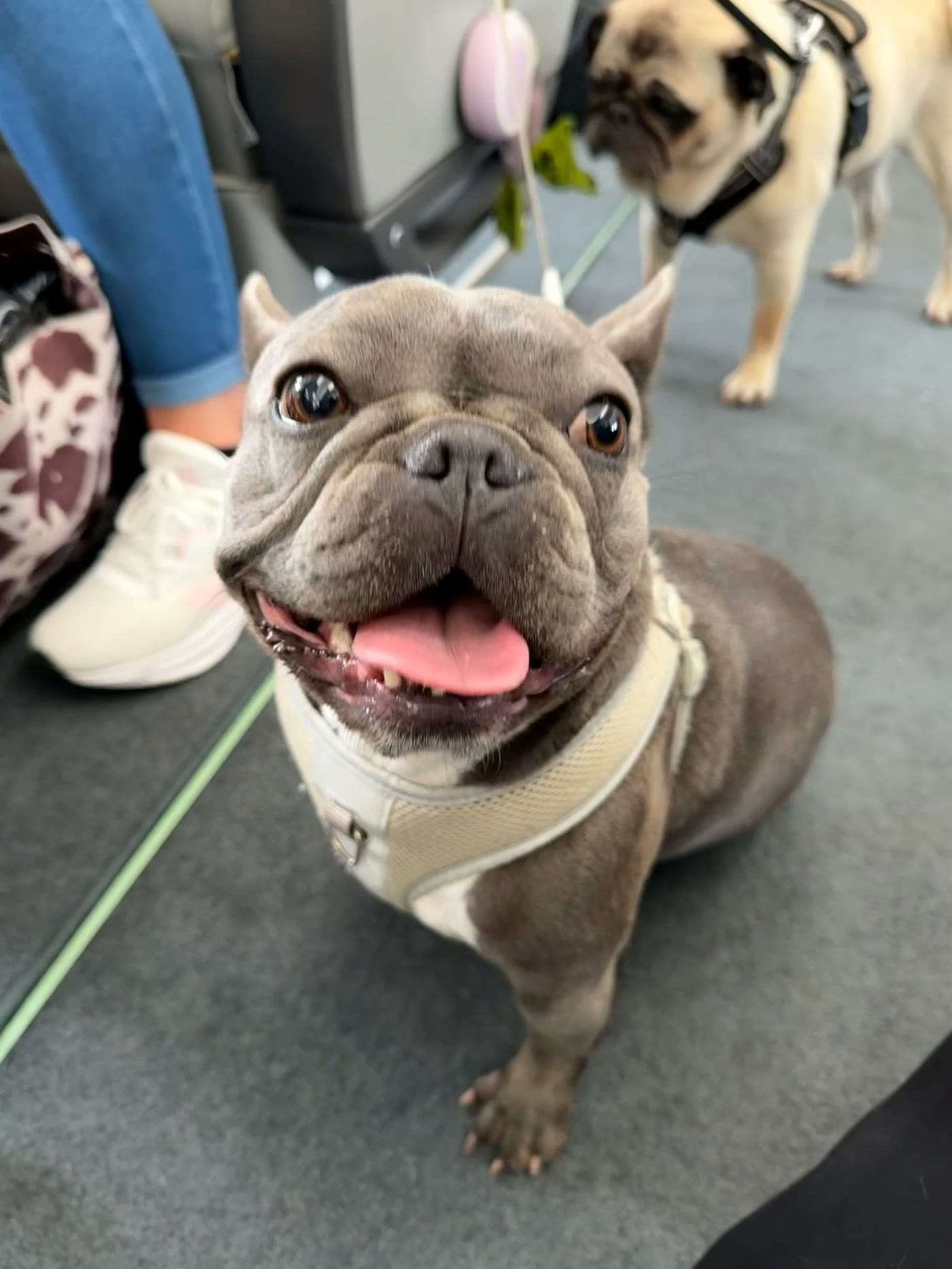 Smiling French bulldog at the private terminal before boarding