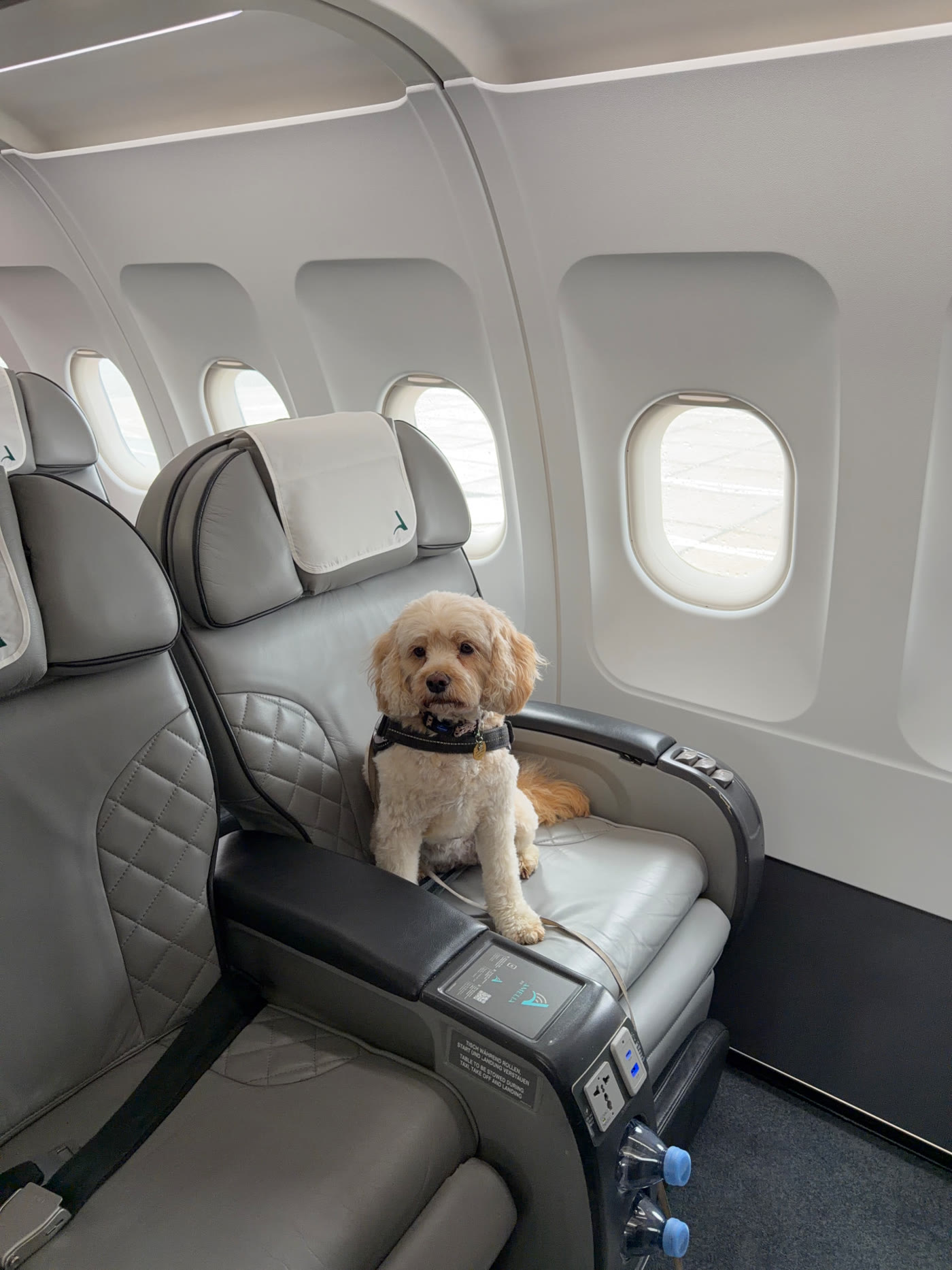 Cream dog settled on a business class cabin seat