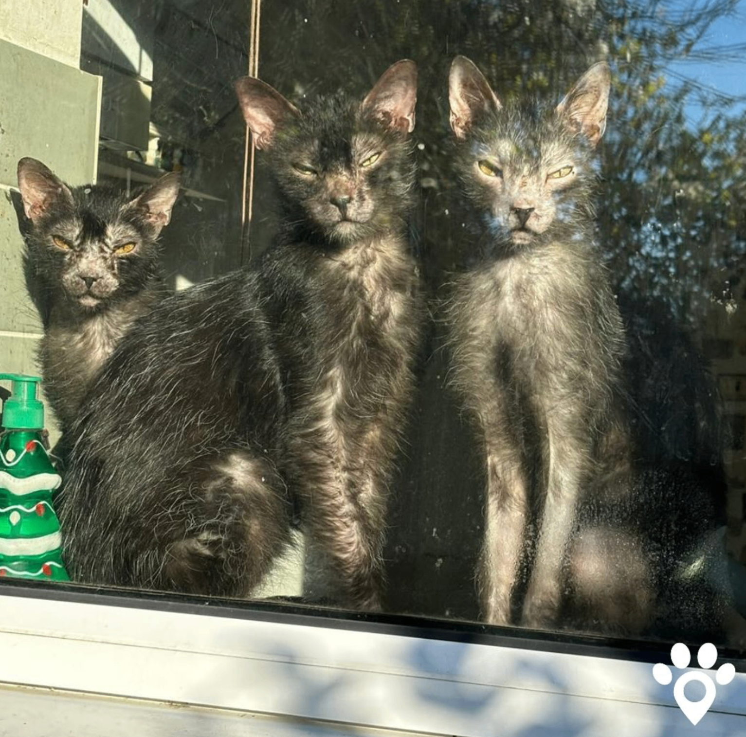 Three Lykoi cats in a sunlit window