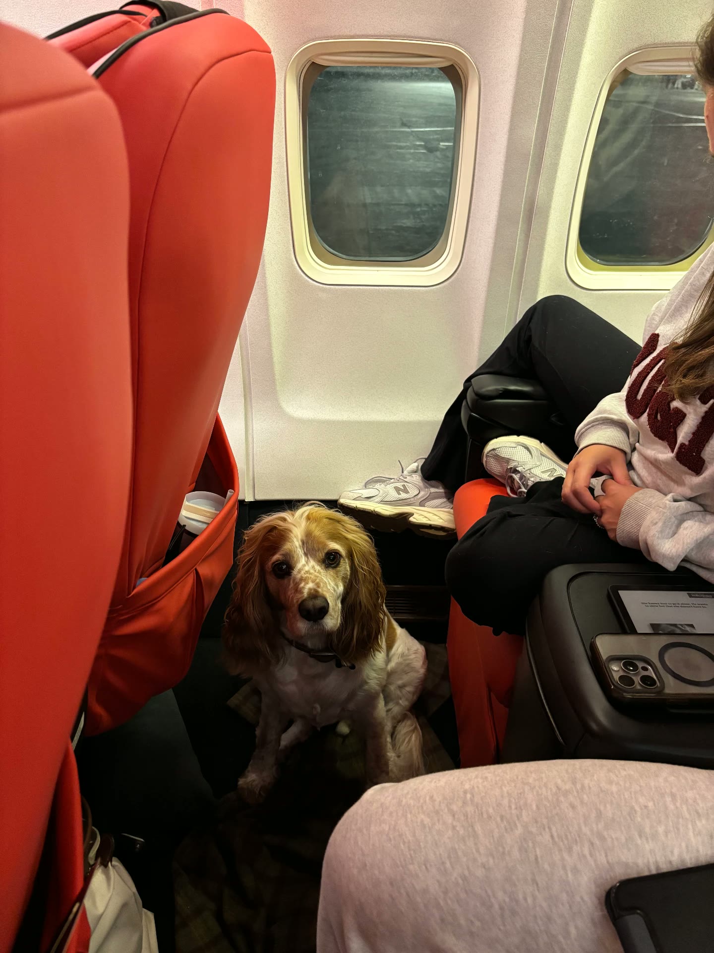 Cocker spaniel settled between seats