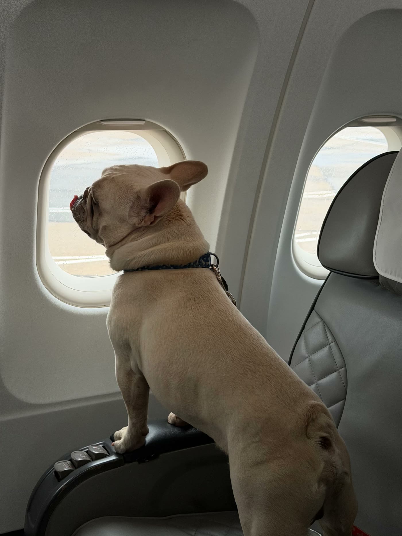 French bulldog looking out of the cabin window before take-off