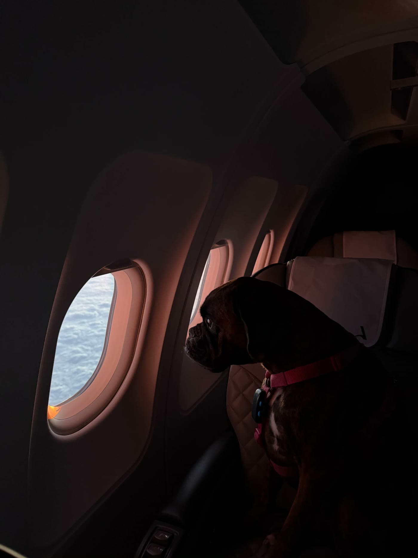 Boxer watching the clouds from the cabin window