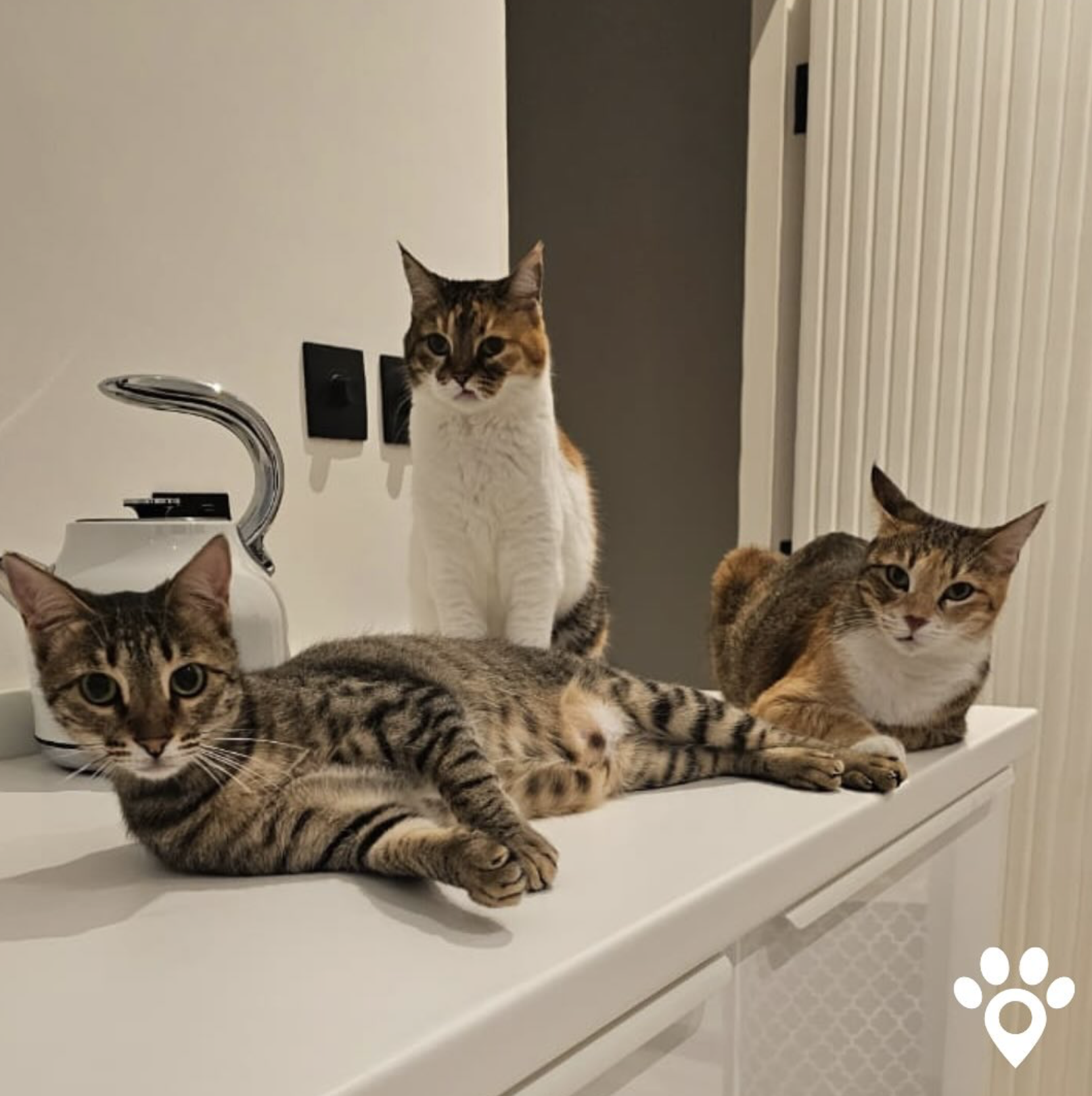 Trio of tabby cats on a countertop